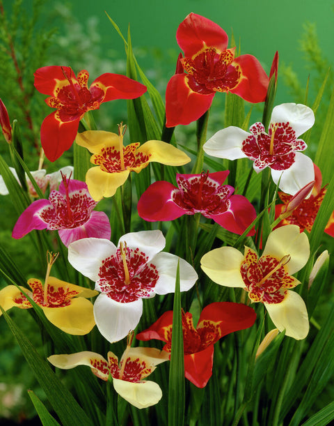 Tigridia Pavonia mix