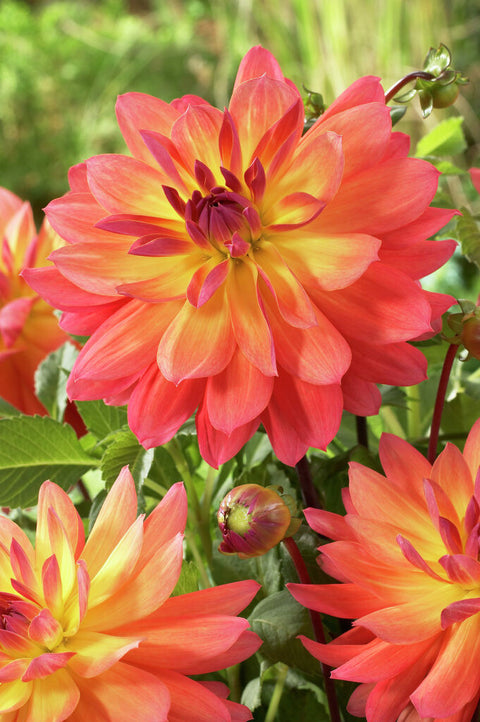 Dahlie Tricolore