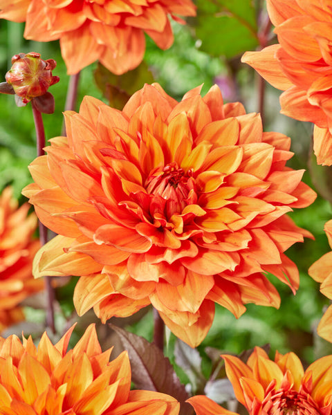 Dahlie Missis Trucella