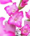roze grootbloemige gladiool gladiolus Fairytale Pink