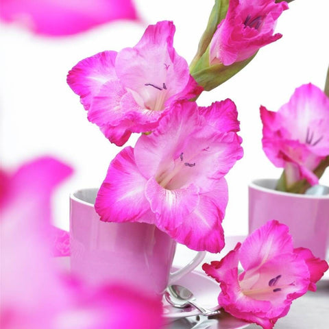 roze grootbloemige gladiool gladiolus Fairytale Pink