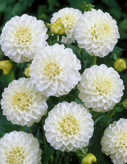 Dahlie White Aster