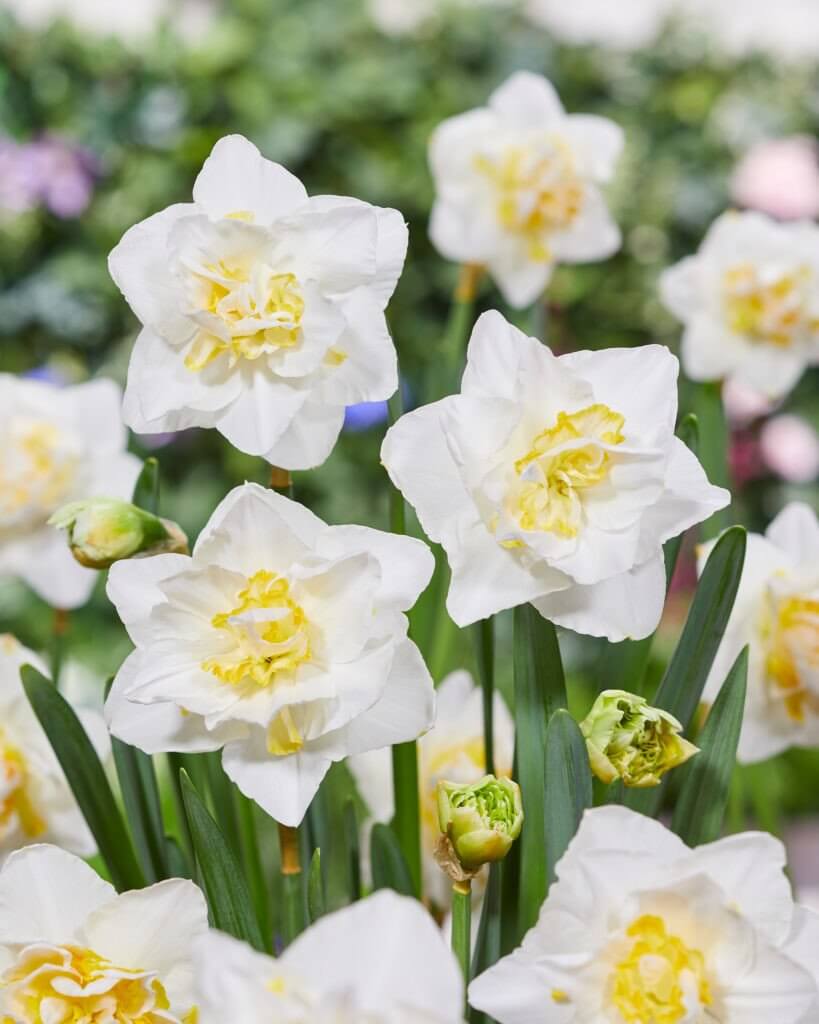 White Lion - Daffodil Bulbs (Double), Flower Bulbs