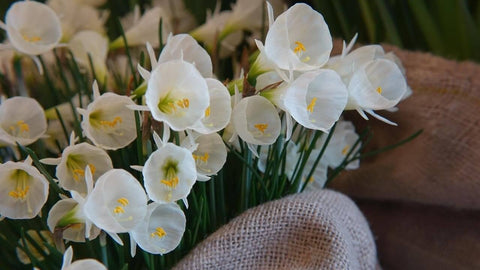 Narcis White Petticoat