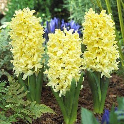 Hyacint Yellow Queen