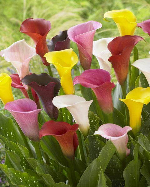 gemengde calla zantedeschia