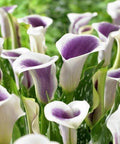 paars witte calla zantedeschia picasso