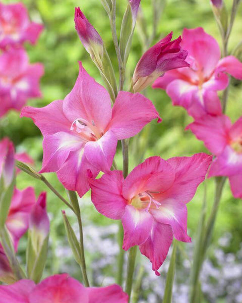 roze kleinbloemige gladiool gladiolus nanus Charm