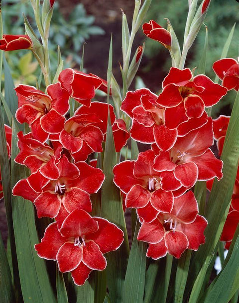 rode met witte rand om bloembladen kleinbloemige gladiool gladiolus nanus Atom