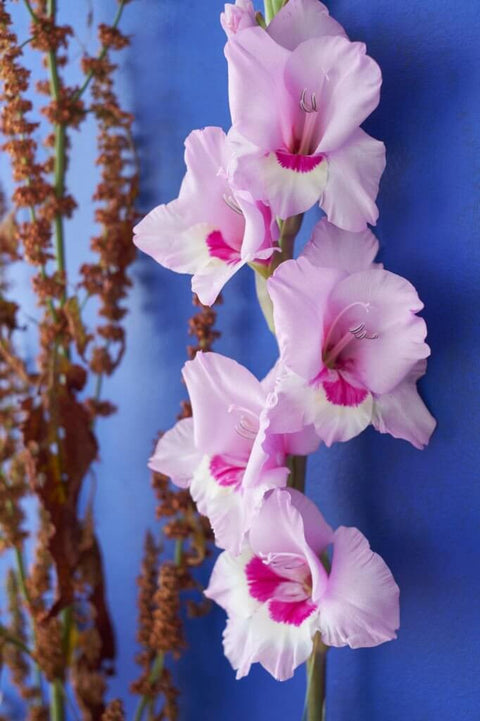 roze met donkerroze gladiool grootbloemig gladiolus Zamora