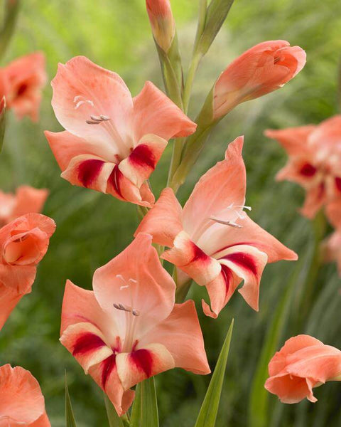 zalmkleurige zalm kleur gladiool kleinbloemig gladiolus nanus Nathalie
