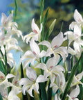 witte kleinbloemige gladiool gladiolus nanus colvillei albus