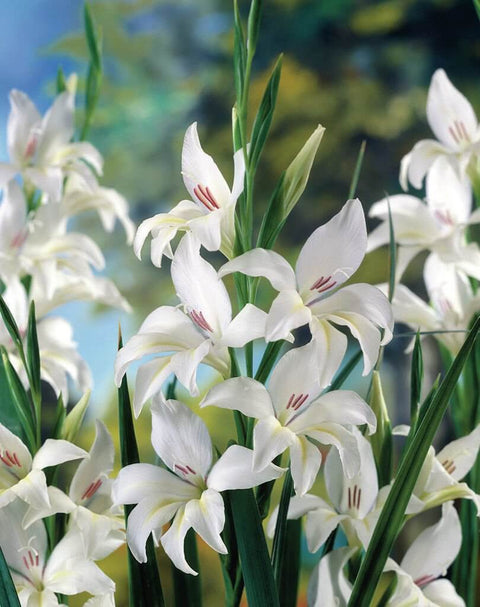 witte kleinbloemige gladiool gladiolus nanus colvillei albus