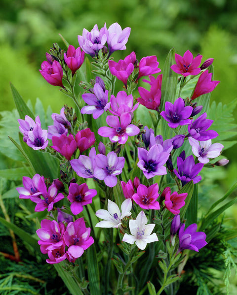 Babiana Stricta mix