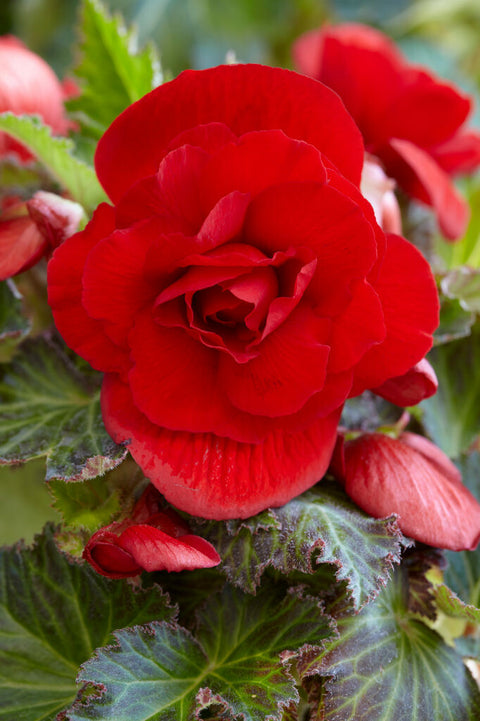 Begonia double red