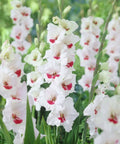 wit met rode grootbloemige gladiool gladiolus Fiorentina