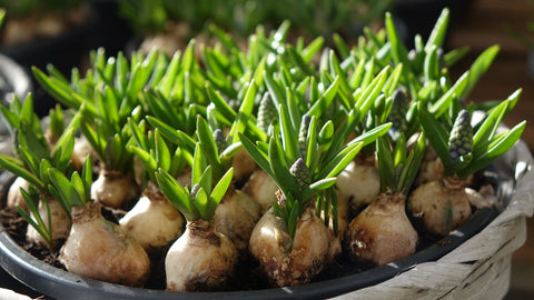 Bloembollen planten