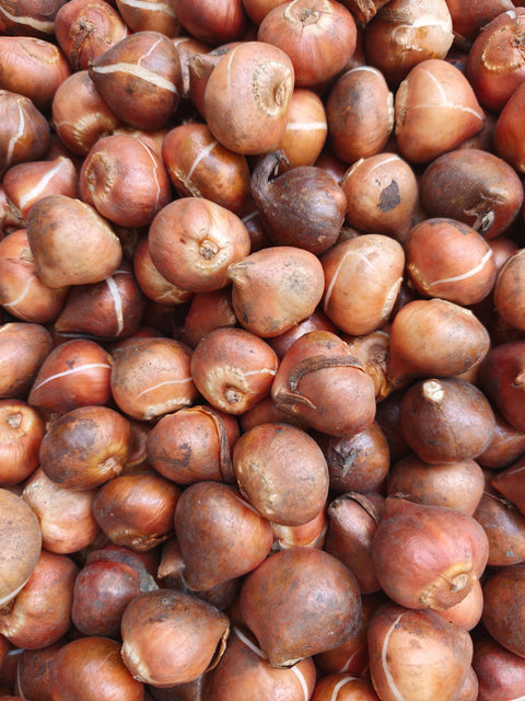 Het verzorgen van bloembollen