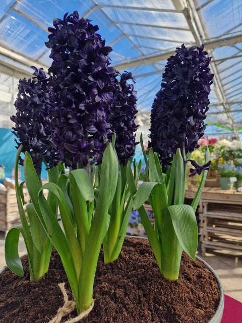 Hyacint Midnight Sky