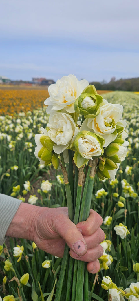 Narcis Kurfurstin Sophie