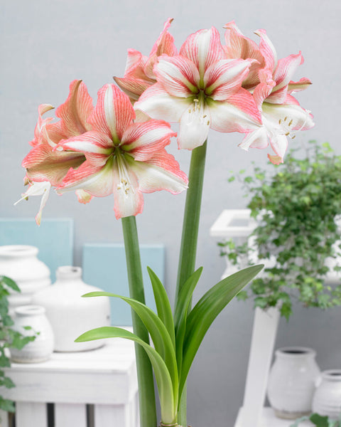 Amaryllis Amore