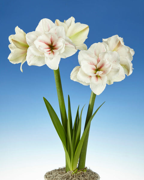 Amaryllis Aquaro