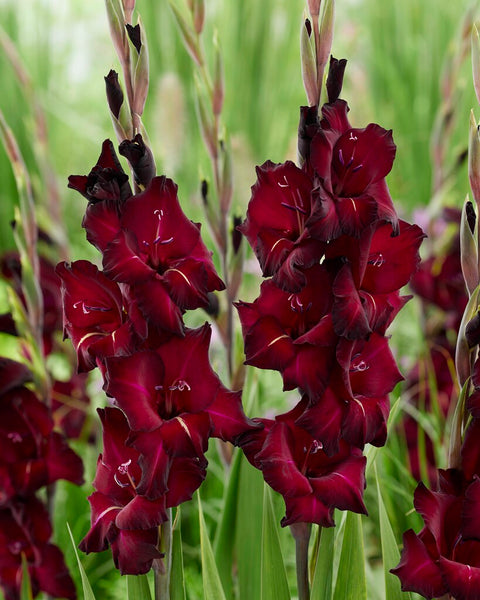 Gladiolus Adrenalin