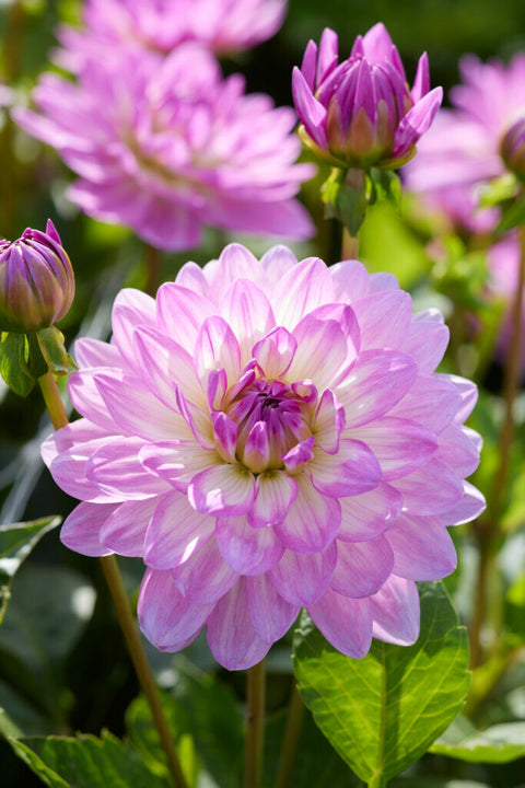 Dahlia Bitsy