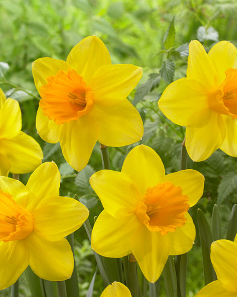 Narcis Bright Jewel