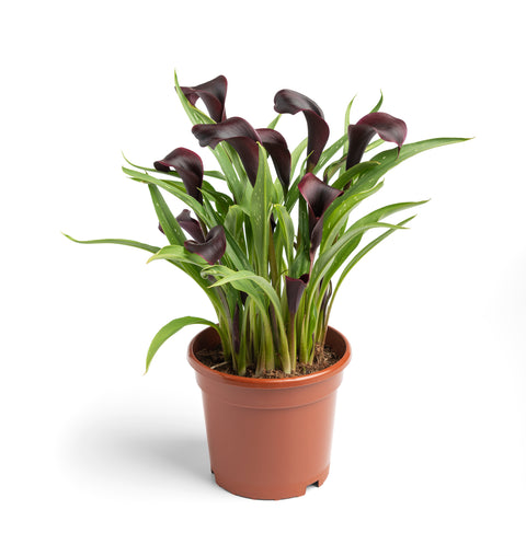 picasso calla lily plant Zantedeschia Picasso – Floratuin