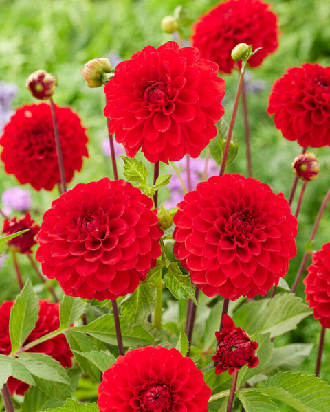 Dahlia Red Cap