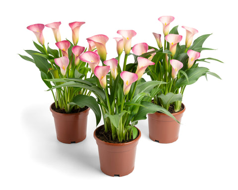 Zantedeschia Picasso