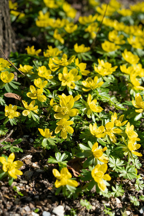 Eranthis (Winter alkoniet)