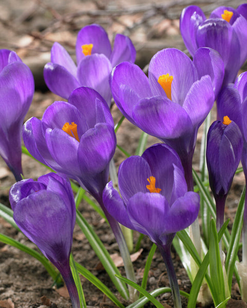 Crocus Flower Record