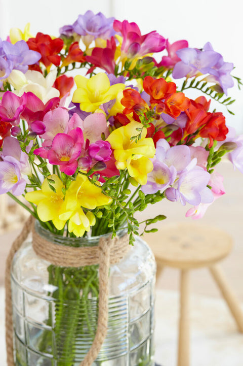 Freesia gemengd maat 8/+