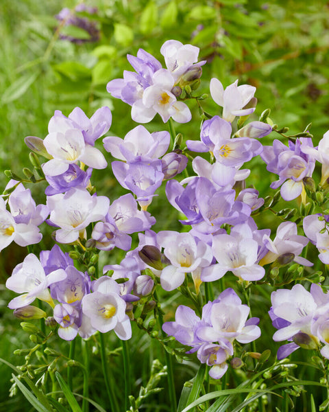 Freesia paars maat 8/+