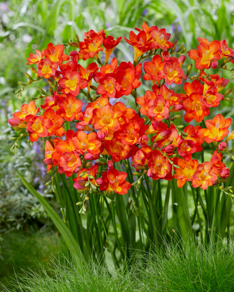 Freesia rood maat 8/+