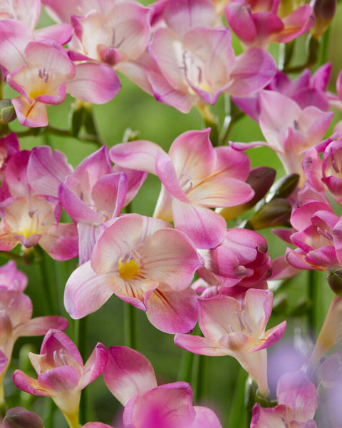 Freesia roze maat 8/+