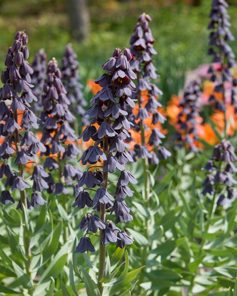 Fritillaria Persica