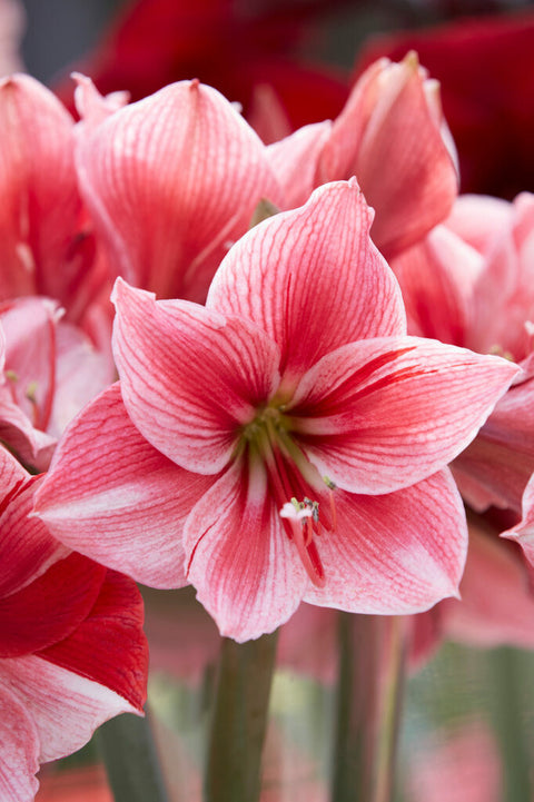 Amaryllis Ambience