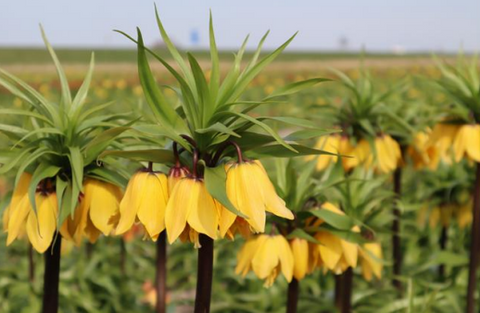 Fritillaria Golden Beauty