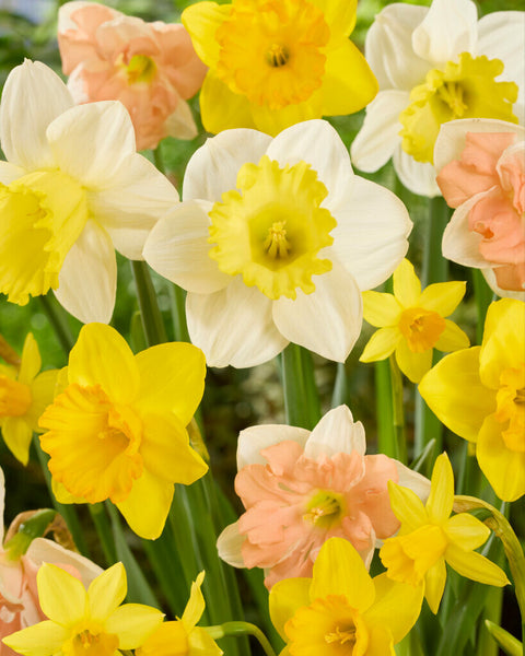 Large-flowered daffodils mix