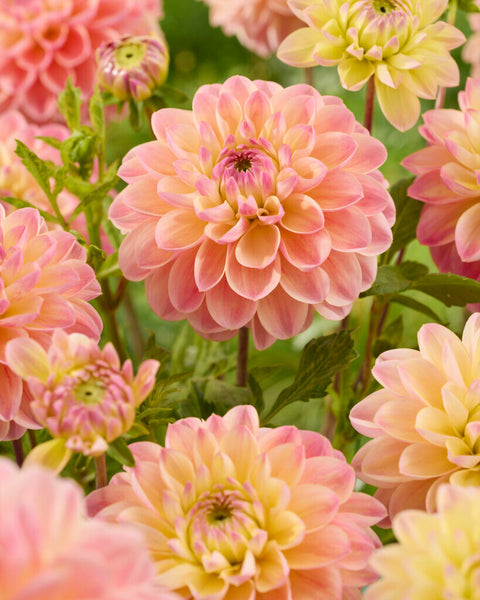 Dahlia Hapet Pastel