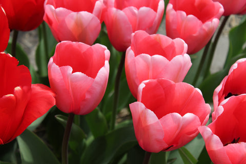 Zomerbloeiers (Pre-order)