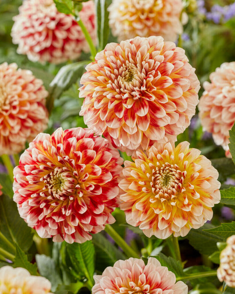 Dahlia Jowey Fantasy