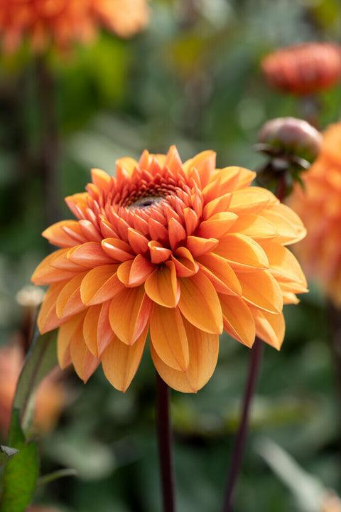 Dahlia Love of my Life