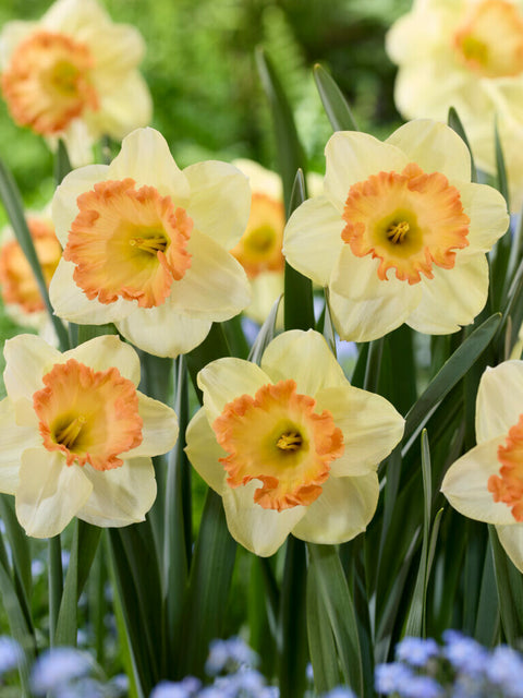 Narcis Lucky Romance