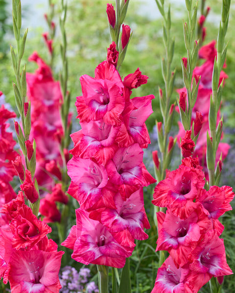 Gladiolus Adrenalin