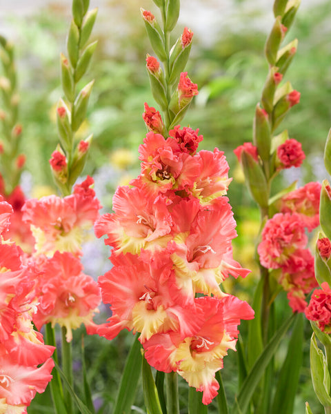 Gladiolus Adrenalin