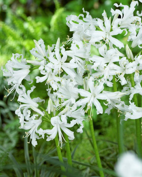 Nerine Bowdenii Alba